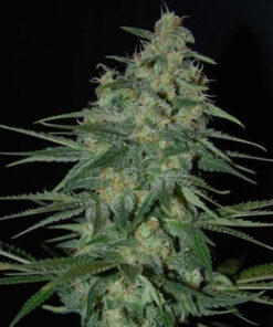 Big Devil Autoflower Esrar Tohumu