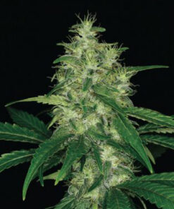 Amnesia Haze Autoflower Esrar Tohumu