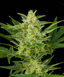 Black Domina Autoflower Esrar Tohumu
