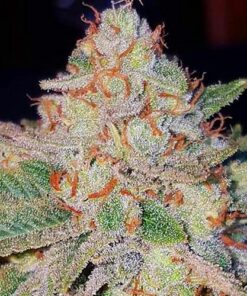 Blue Mango Feminized Esrar Tohumu