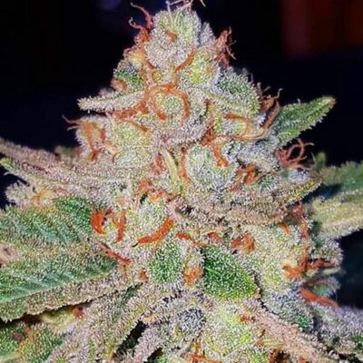 Blue Mango Feminized Esrar Tohumu