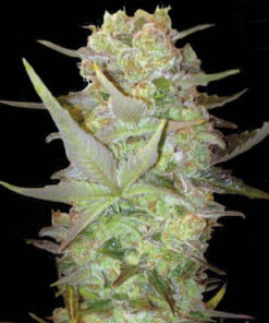 Blueberry Autoflower Esrar Tohumu