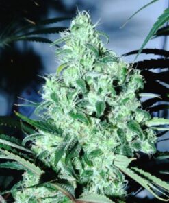 Blue Dream Autoflower Esrar Tohumu