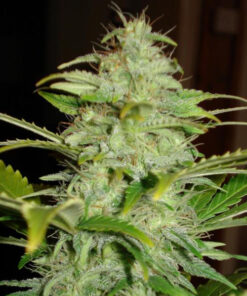 California Orange Autoflower Esrar Tohumu