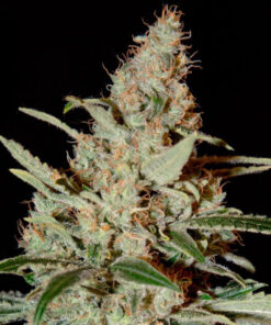 Cheese Autoflower Esrar Tohumu