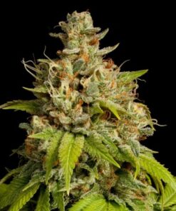 Critical Autoflower Esrar Tohumu