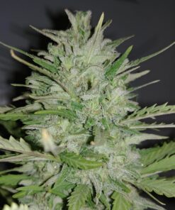 Dreamberry Autoflower Esrar Tohumu