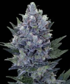 Giant Bud Autoflower Esrar Tohumu