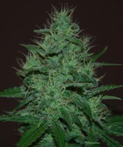 Haze Autoflower Esrar Tohumu