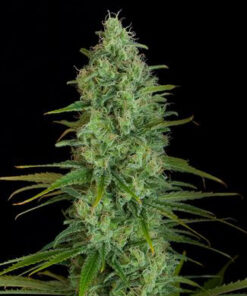 Kush Autoflower Esrar Tohumu