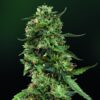 LSD Feminized Esrar Tohumu