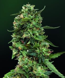 LSD Feminized Esrar Tohumu