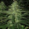 Malana Bomb Autoflower Esrar Tohumu