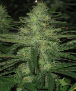 Malana Bomb Autoflower Esrar Tohumu