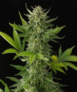 Moby Dick Feminized Esrar Tohumu