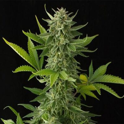 Moby Dick Feminized Esrar Tohumu
