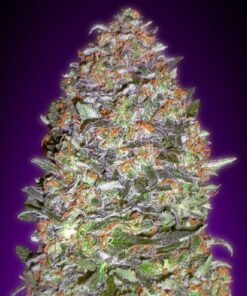 New York Diesel Feminized Esrar Tohumu