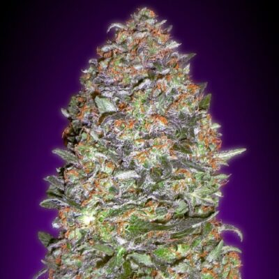 New York Diesel Feminized Esrar Tohumu