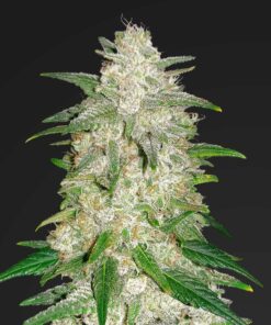 Northern Lights Autoflower Esrar Tohumu