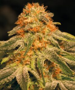 Orange Autoflower Esrar Tohumu