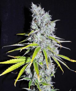Skunk Haze Autoflower Esrar Tohumu