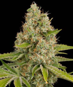 Super Bud Autoflower Esrar Tohumu