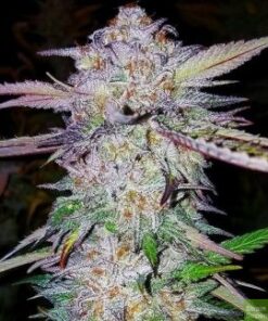 Sweet Tooth Autoflower Esrar Tohumu