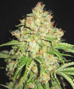 White Russian Feminized Esrar Tohumu