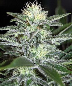 White Widow Feminized Esrar Tohumu