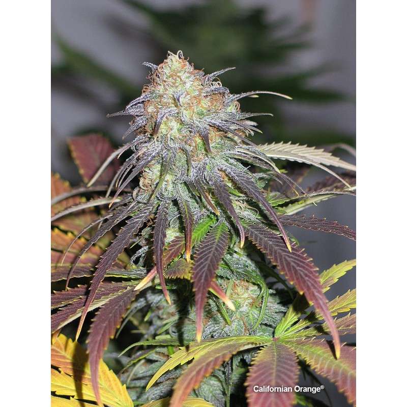 California Orange Autoflower Tohumu
