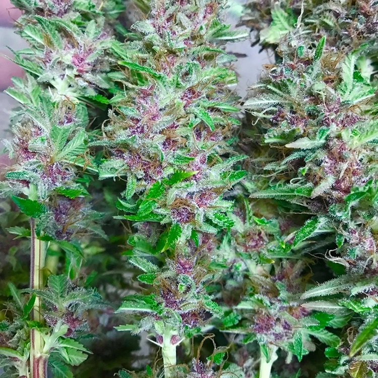 California Orange Autoflower