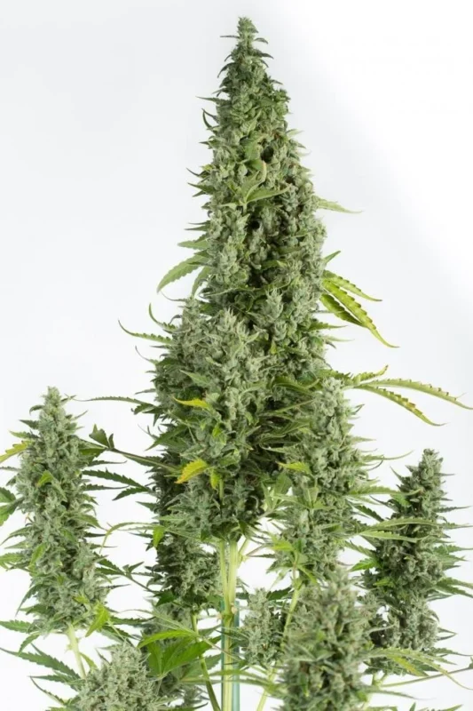 Cheese Autoflower