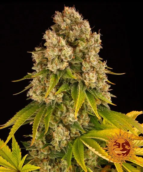 Cheese Autoflower Esrar