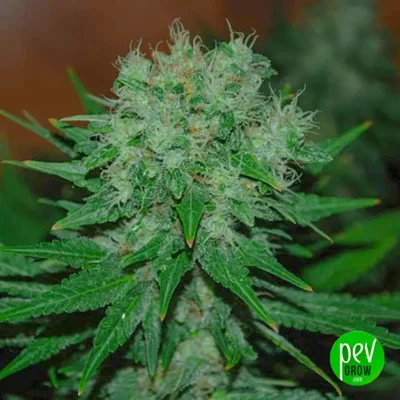 Cheese Autoflower Tohumu
