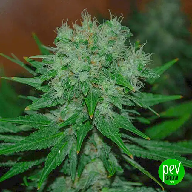 Cheese Autoflower Tohumu