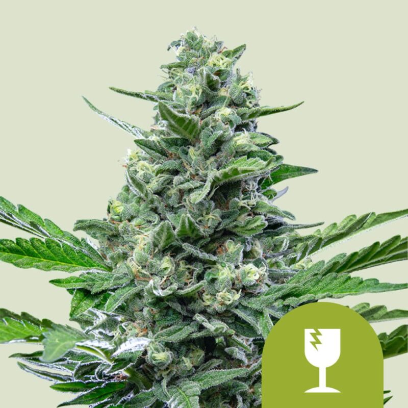 Critical Autoflower Auto