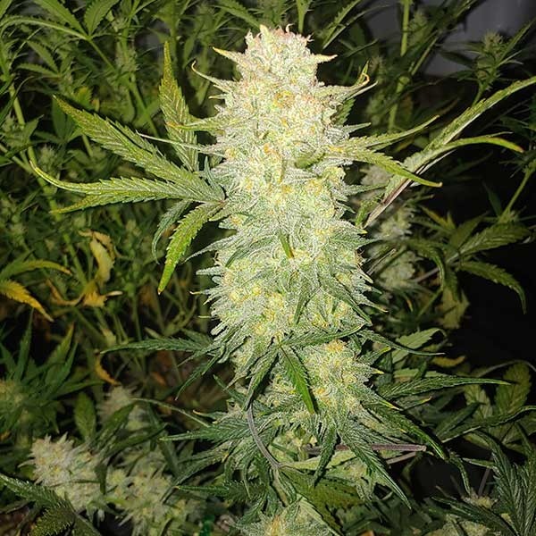 Critical Autoflower Esrar