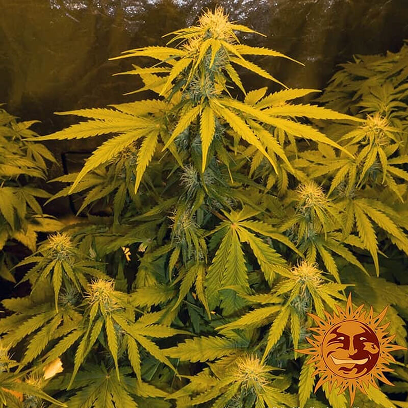 Critical Autoflower