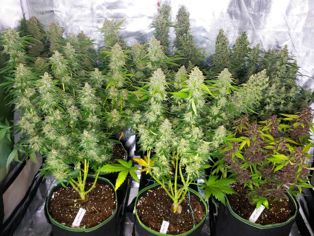 En iyi autoflower