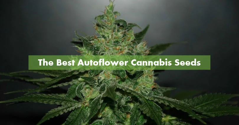 En iyi autoflower Esrar