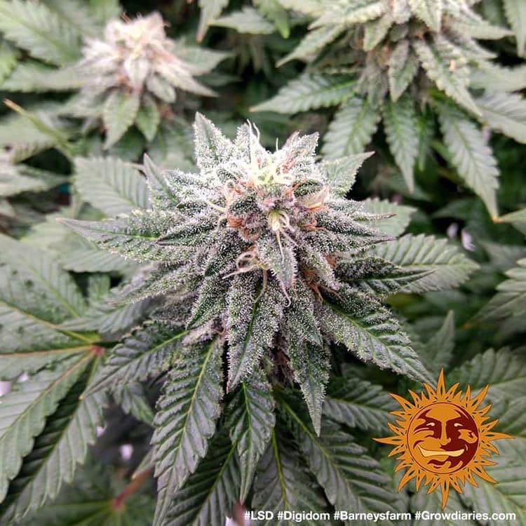 LSD Feminized Esrar