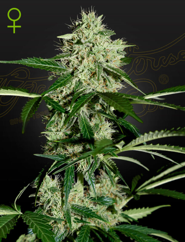 Northern Lights Autoflower