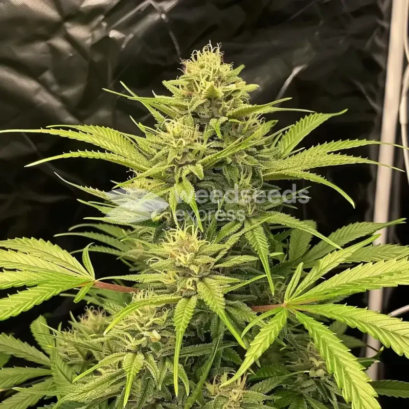 Northern Lights Autoflower Esrar Tohumu