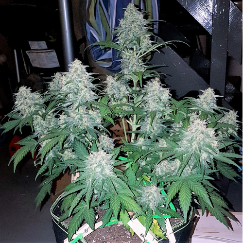 Northern Lights Autoflower Esrar