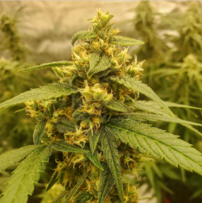 Skunk Haze Autoflower Esrar