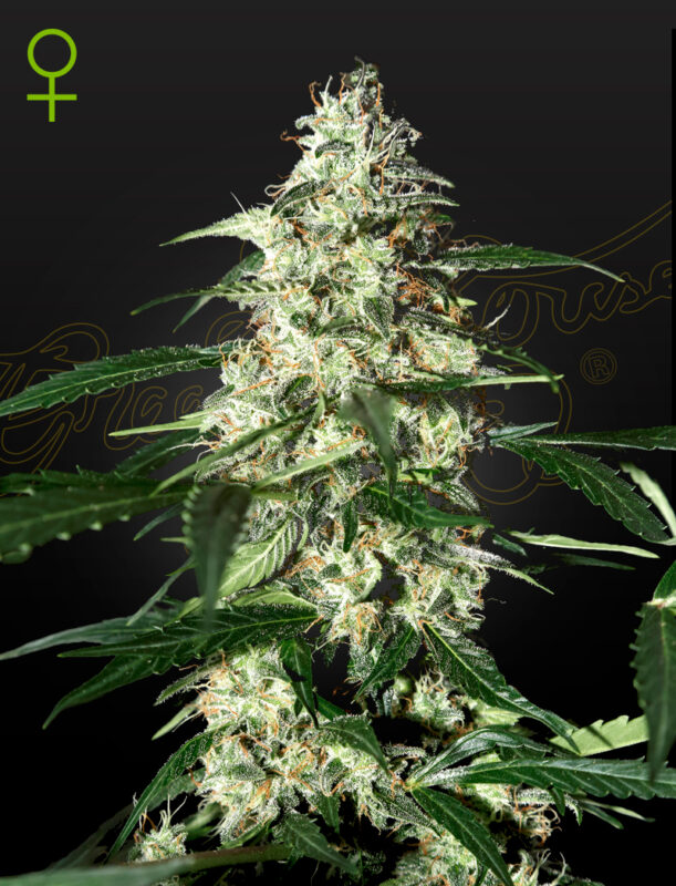 Skunk Haze Autoflower Tohumu