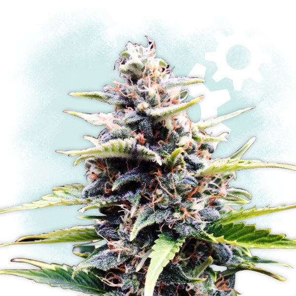 Skunk Haze Autoflower