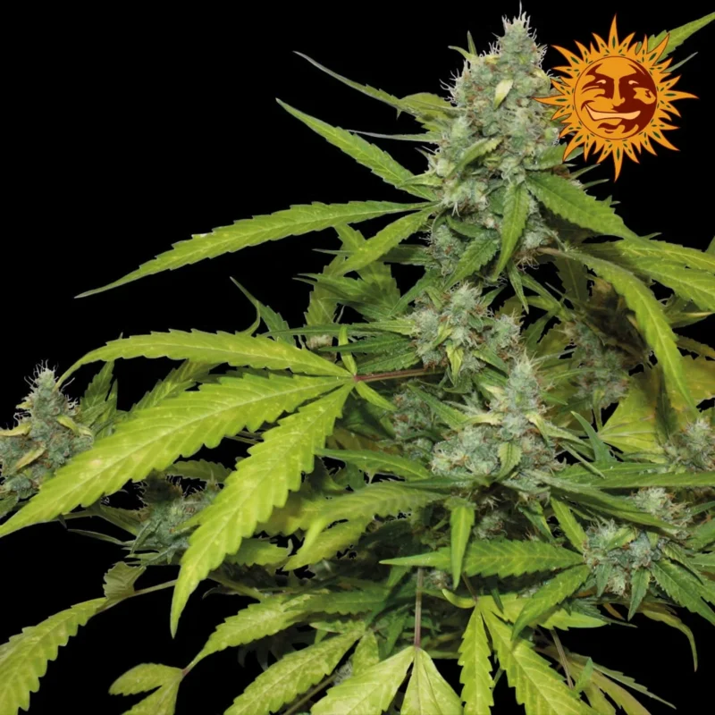 Sweet Tooth Autoflower 