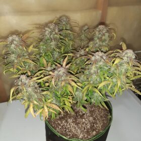 Sweet Tooth Autoflower