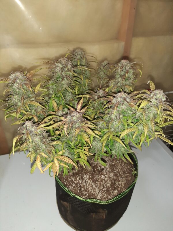 Sweet Tooth Autoflower